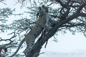 Leopard with kill in tree at night, Panthera pardus, Olare Orok Conservancy