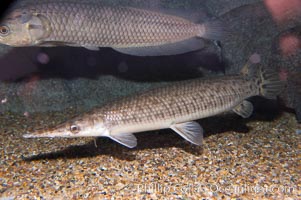 Spotted gar, Lepisosteus oculatus