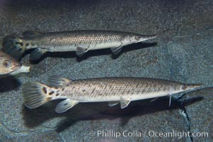 Spotted gar, Lepisosteus oculatus