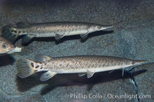 Spotted gar, Lepisosteus oculatus