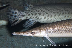 Spotted gar, Lepisosteus oculatus