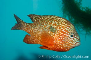 Longear sunfish, native to the watersheds of the Mississippi River and Great Lakes, Lepomis megalotis