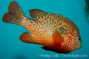 Longear sunfish, native to the watersheds of the Mississippi River and Great Lakes, Lepomis megalotis