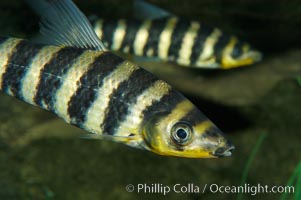 Headstander, Leporinus affinis