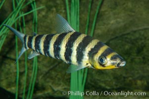 Headstander, Leporinus affinis