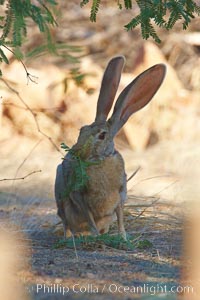 Antelope jackrabbit, Lepus alleni, Amado, Arizona