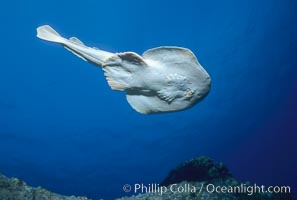 Lesser electric ray, Narcine entemedor, Socorro Island (Islas Revillagigedos)