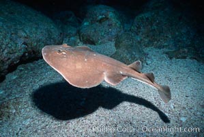 Lesser electric ray, Narcine entemedor, Socorro Island (Islas Revillagigedos)