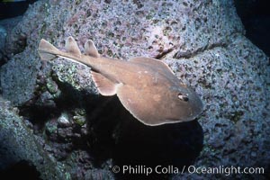 Lesser electric ray, Narcine entemedor, Socorro Island (Islas Revillagigedos)