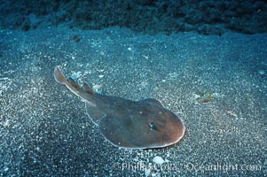 Lesser electric ray, Socorro Island (Revilligigedos), Narcine entemedor