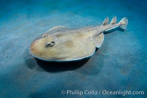 Lesser electric ray, Sea of Cortez, Baja California, Mexico, Narcine entemedor