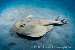 Lesser electric ray, Sea of Cortez, Baja California, Mexico, Narcine entemedor