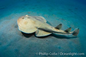 Lesser electric ray, Sea of Cortez, Baja California, Mexico, Narcine entemedor