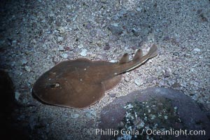 Lesser electric ray, Narcine entemedor, Socorro Island (Islas Revillagigedos)