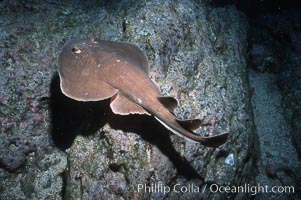 Lesser electric ray, Narcine entemedor, Socorro Island (Islas Revillagigedos)