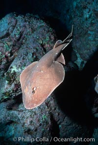 Lesser electric ray, Narcine entemedor, Socorro Island (Islas Revillagigedos)