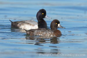 Lesser scaups, female (f) and male (r), breeding plumage, Aythya affinis, Mission Bay, San Diego, California