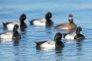 Lesser scaups, single female and five males, breeding plumage, Aythya affinis, Mission Bay, San Diego, California