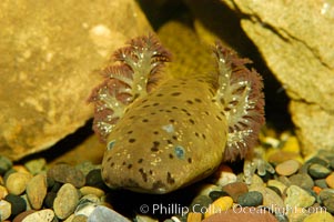 Lesser siren, a large amphibian with external gills, can also obtain oxygen by gulping air into its lungs, an adaptation that allows it to survive periods of drought.  It is native to the southeastern United States, Siren intermedia