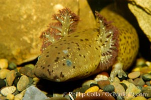 Lesser siren, a large amphibian with external gills, can also obtain oxygen by gulping air into its lungs, an adaptation that allows it to survive periods of drought.  It is native to the southeastern United States, Siren intermedia