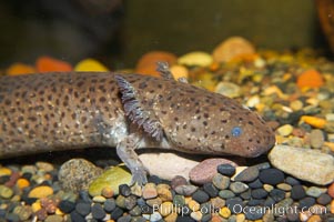 Lesser siren, a large amphibian with external gills, can also obtain oxygen by gulping air into its lungs, an adaptation that allows it to survive periods of drought.  It is native to the southeastern United States, Siren intermedia