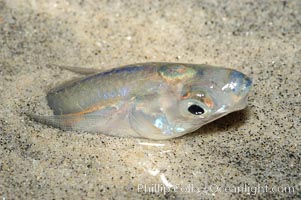 California grunion, Leuresthes tenuis, Carlsbad