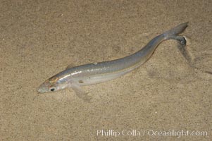 California grunion, Leuresthes tenuis, Carlsbad