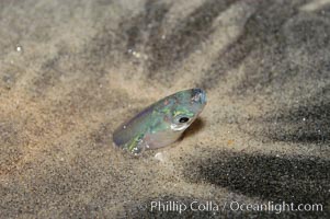 California grunion, Leuresthes tenuis, Carlsbad