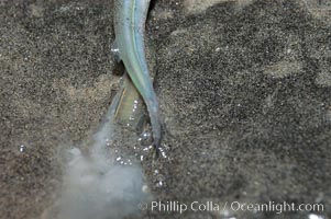 California grunion, Leuresthes tenuis, Carlsbad