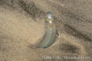 California grunion, Leuresthes tenuis, Carlsbad