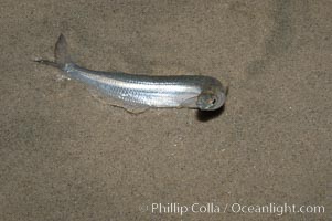Image 09314, California grunion. Carlsbad, USA, Leuresthes tenuis, Phillip Colla, all rights reserved worldwide.   Keywords: animal:california:california baja california:california grunion:carlsbad:fish:fish behavior:indo-pacific:leuresthes tenuis:marine fish:mating courtship:reproduction:usa.