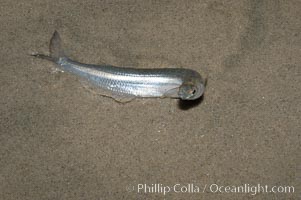 California grunion, Leuresthes tenuis, Carlsbad