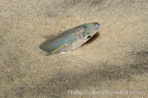 California grunion, Leuresthes tenuis, Carlsbad