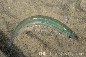 California grunion, Leuresthes tenuis, Carlsbad