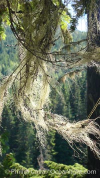 Lichen, a cross between algae and fungi, grows in feathery clumps in a Western hemlock tree