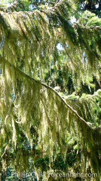 Lichen, a cross between algae and fungi, grows in feathery clumps in a Western hemlock tree