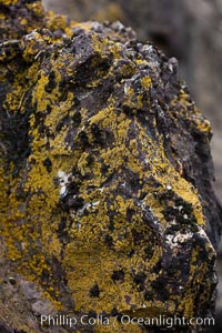 Lichen covered rocks, Hannah Point, Livingston Island