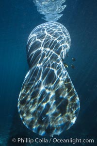 Light patterns on a Florida manatees wide tail, Trichechus manatus, Three Sisters Springs, Crystal River