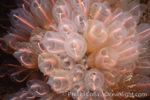 Lightbulb tunicate, Clavelina huntsmani, San Diego, California