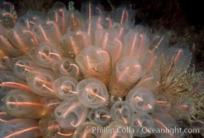 Lightbulb tunicate, Clavelina huntsmani, San Diego, California