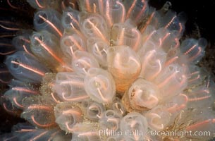 Lightbulb tunicates, Clavelina huntsmani, San Diego, California
