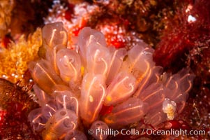 A cluster of lightbulb tunicates cling to the rocky reef, Clavelina huntsmani, San Nicholas Island