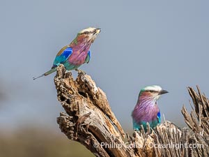 Lilac-Breasted Roller, Coracias caudatus, Greater Masai Mara, Kenya, Coracias caudatus, Mara North Conservancy