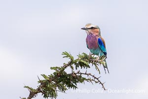 Lilac-Breasted Roller, Coracias caudatus, Mara North Conservancy, Kenya, Coracias caudatus