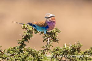 Lilac-Breasted Roller, Coracias caudatus, Mara North Conservancy, Kenya, Coracias caudatus