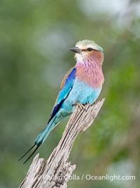 Lilac-Breasted Roller, Coracias caudatus, Masai Mara, Kenya, Coracias caudatus, Maasai Mara National Reserve