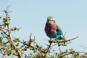 Lilac-breasted roller, Coracias caudatus, Meru National Park