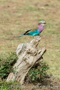 Lilac-breaster roller, Coracias caudatus, Olare Orok Conservancy