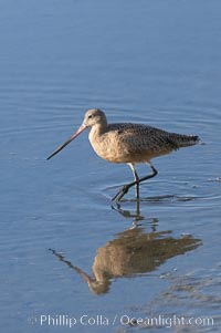 Marbled godwit, foraging on mud flats, Limosa fedoa, Upper Newport Bay Ecological Reserve, Newport Beach, California