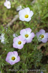 Ground pink blooms in spring, Batiquitos Lagoon, Carlsbad, Linanthus dianthiflorus